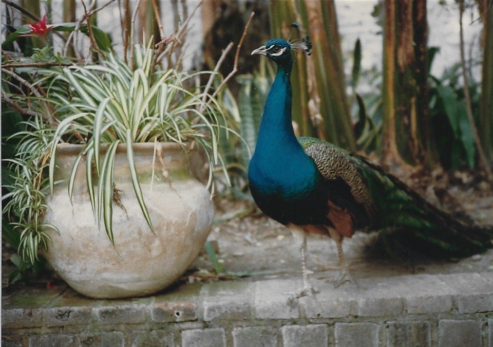 RKR 1987-2 PVBird